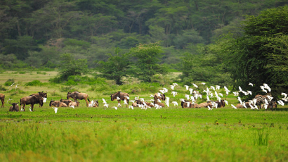 3、和谐共生...（坦桑尼亚恩格罗火山口动物保护区一瞥，图中有角马、斑马，牛背鹭等）.jpg