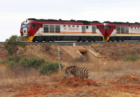 图3：2022年7月28日，在肯尼亚察沃蒙内铁路隔离栅栏外，一只斑马在行驶的列车旁吃草.jpg