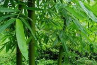 t01e5e4a3dcaa770de3_副本.jpg