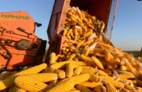 news a bumper harvest_副本.jpg