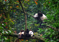 《悠闲的生活》 雅安碧峰峡大熊猫中心 曹省利 18782099521_副本.jpg