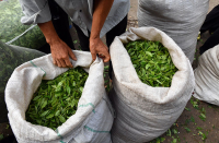 茶青是从茶园里采摘下来的新鲜叶子，是成品干茶的原料.JPG