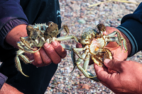 在察布查尔县水产养殖基地，捕捞上来的螃蟹个大肥美.jpg