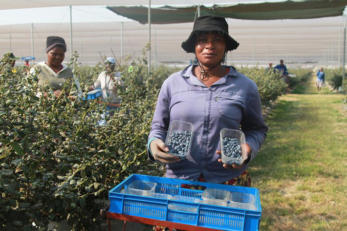 Xinhua_Zimbabwean Blueberry.jpg