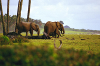 3yt7kf29c5_Elephants_NatGeo.jpg