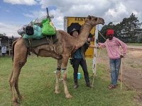 Camel.jpg